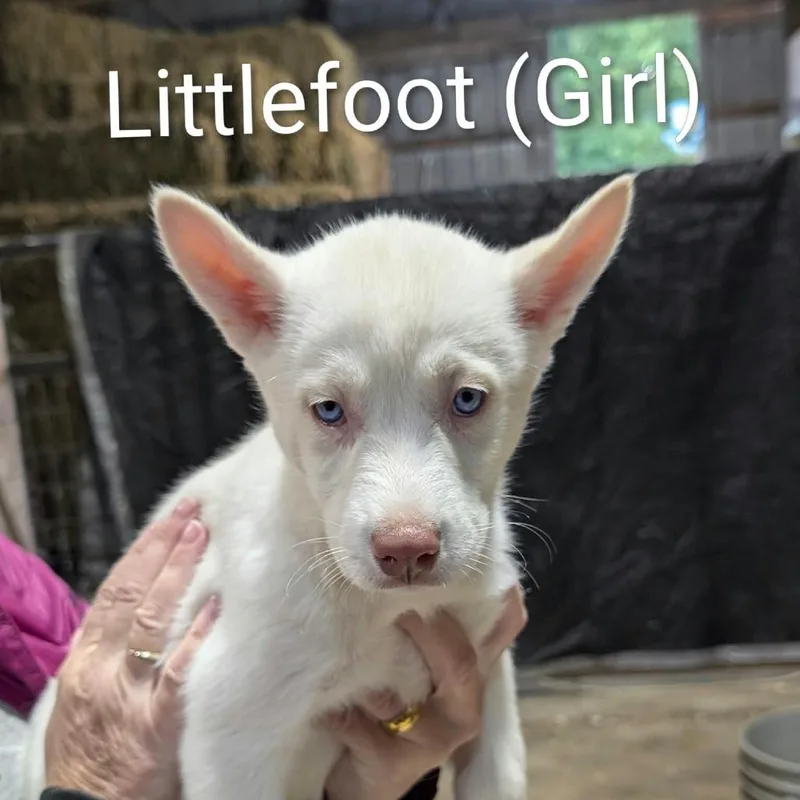A baby medium-sized female White / Cream Mixed Breed dog named Littlefoot for adoption in DeKalb, IL