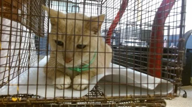 A young small-sized male Domestic Short Hair cat named Rubio for adoption in Miami, FL