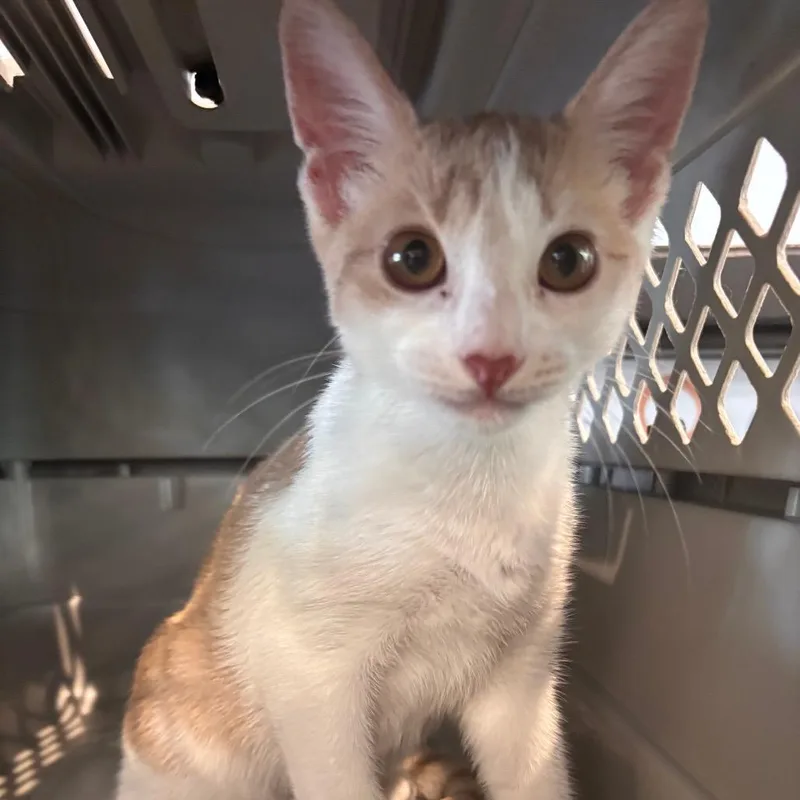 A baby small-sized female Orange / Red Domestic Short Hair cat named Cannoli for adoption in Allentown, PA