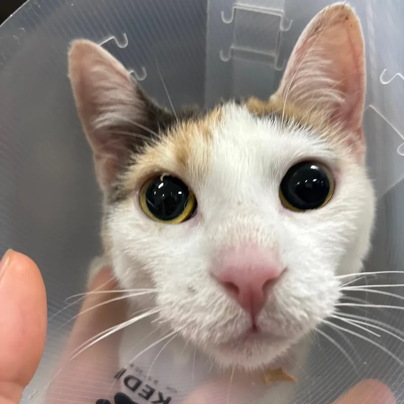 A baby small-sized female White Domestic Short Hair cat named Orquidea for adoption in Newark, NJ