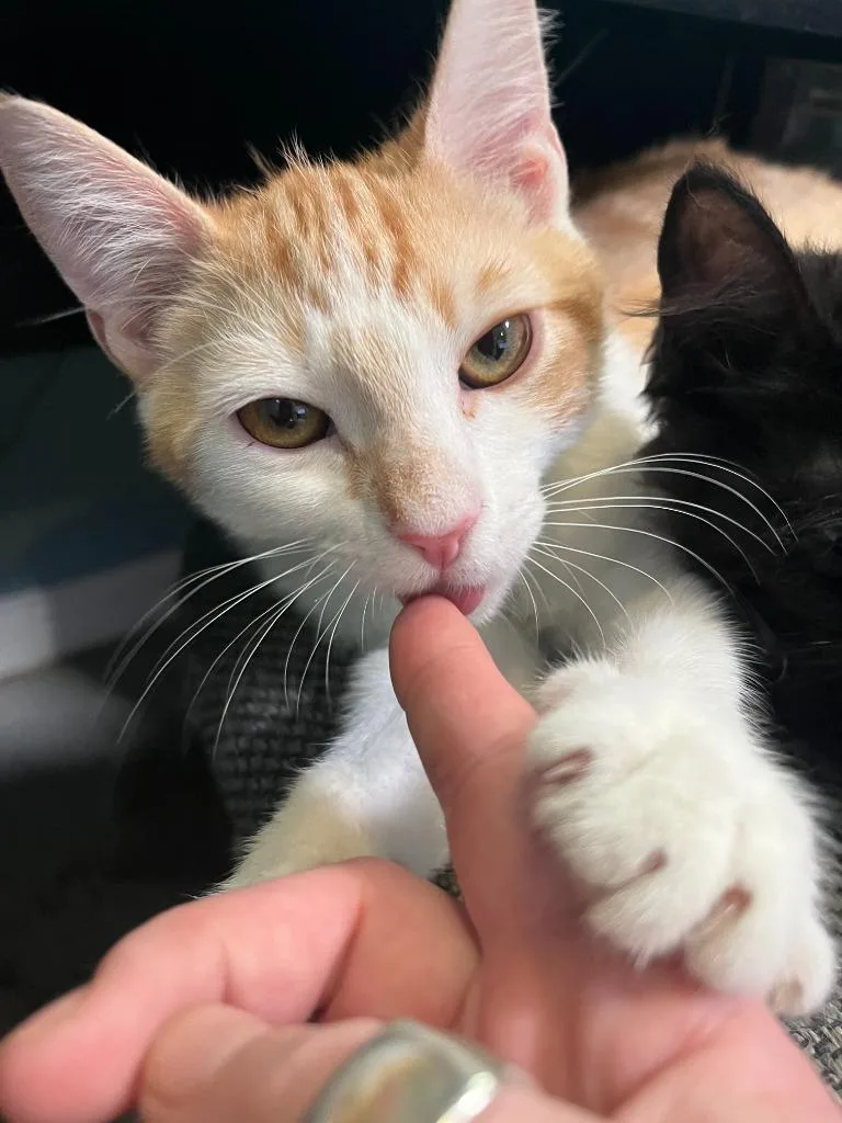 A young small-sized male Domestic Short Hair cat named Bolton for adoption in Los Angeles, CA