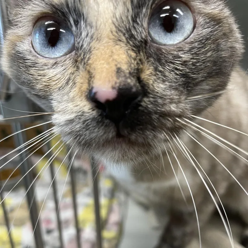 An adult medium-sized female Gray / Blue / Silver Domestic Short Hair cat named Shila for adoption in Saint Charles, MO