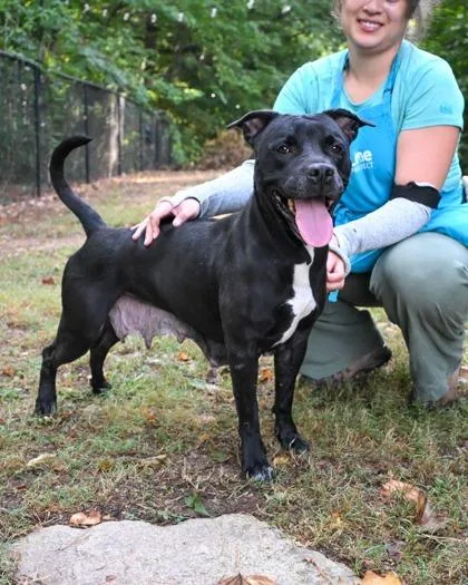 An adult large-sized female Mixed Breed dog named Zaria for adoption in Chamblee, GA