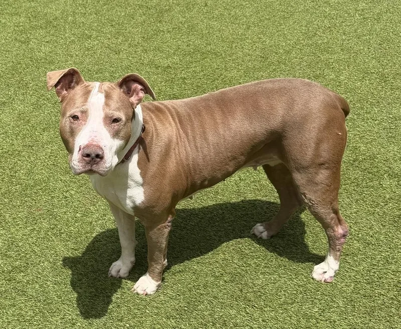 A senior large-sized female Pit Bull Terrier dog named Lola for adoption in Dunwoody, GA