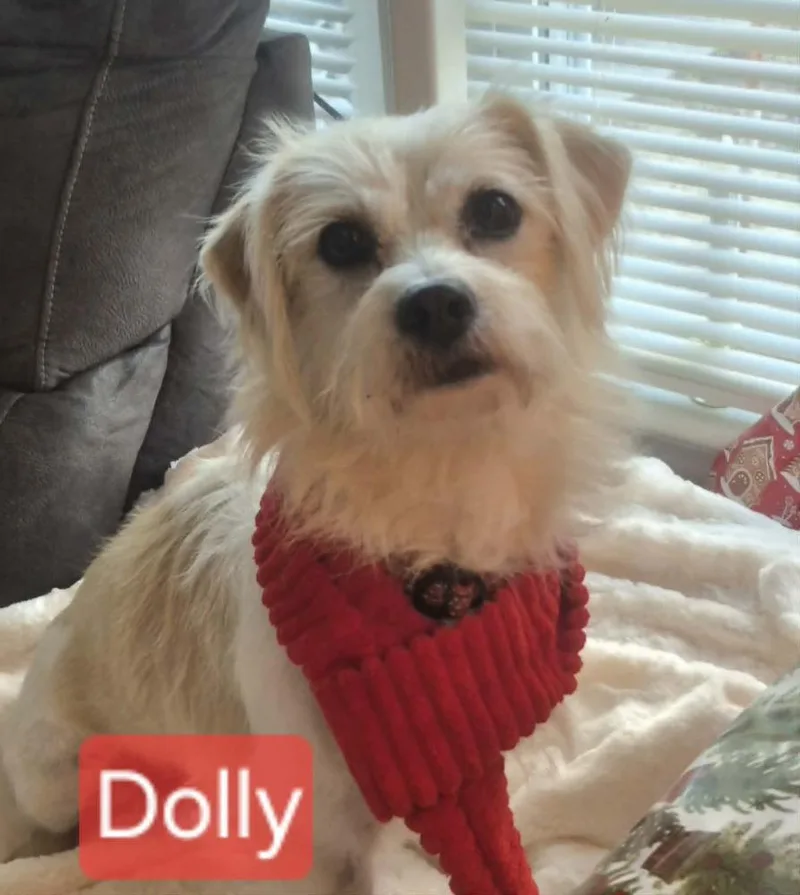 Dolly thumbnail 2