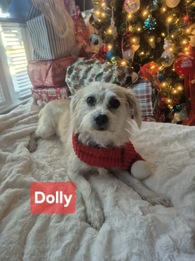 Dolly thumbnail 3