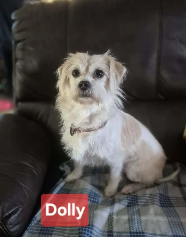 Dolly thumbnail 6