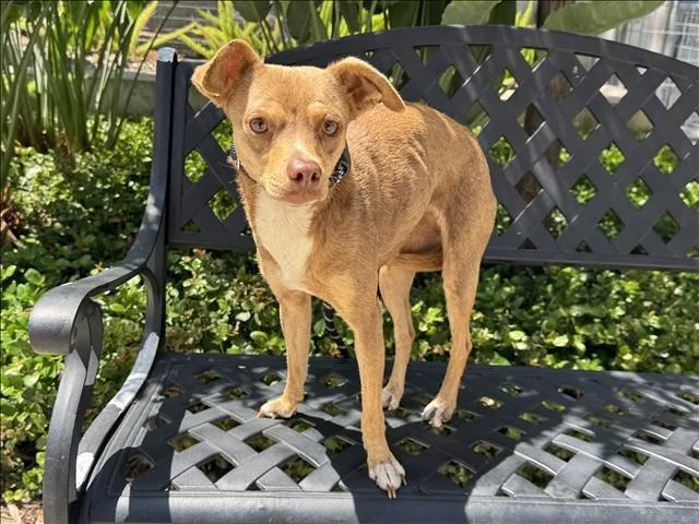 An adult small-sized female Chihuahua dog named Mia for adoption in San Pedro, CA
