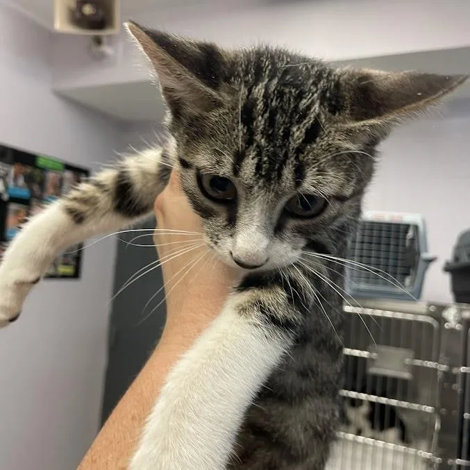 A baby medium-sized male Brown / Chocolate Domestic Short Hair cat named Dormouse for adoption in Port Charlotte, FL