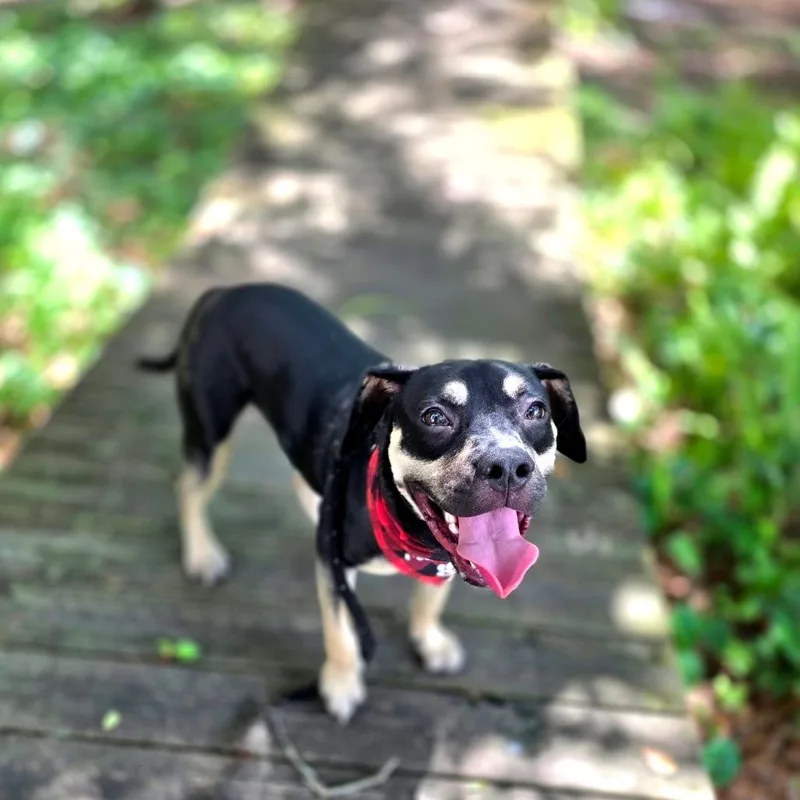 Draco