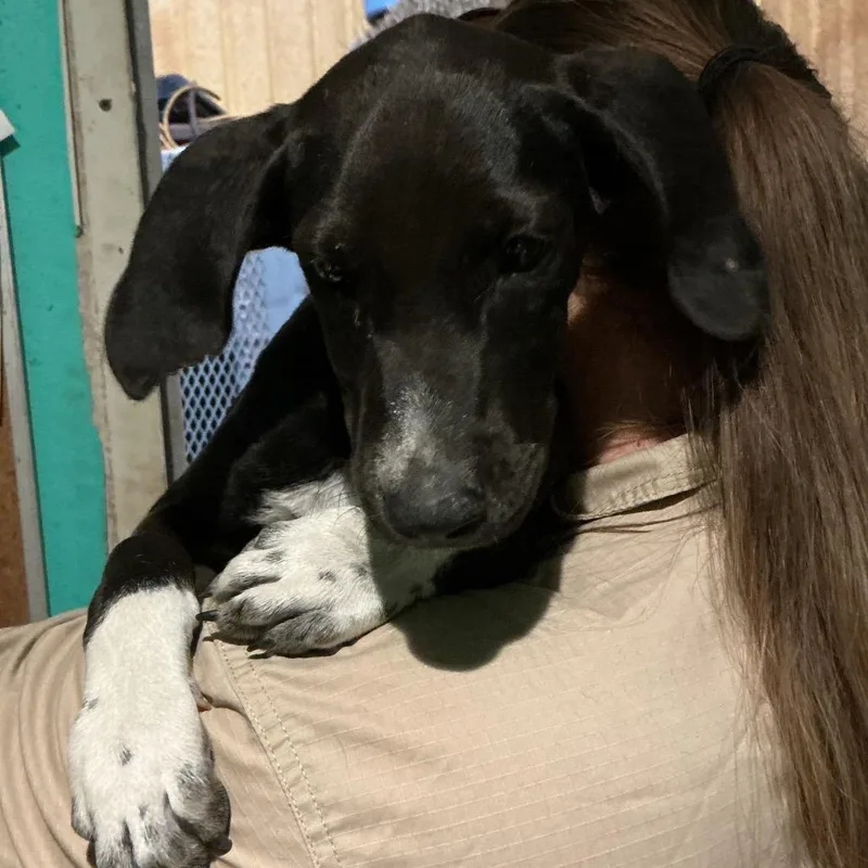 A baby small-sized female Black Mixed Breed dog named Krista for adoption in Durant, OK