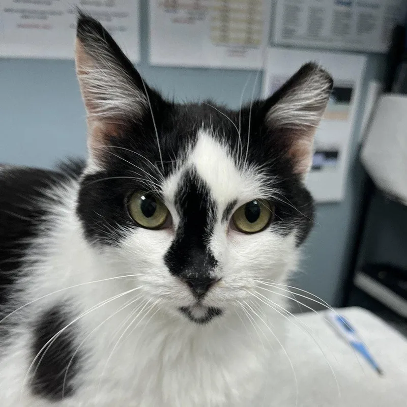 An adult medium-sized female Domestic Short Hair cat named Zara for adoption in New Castle, DE