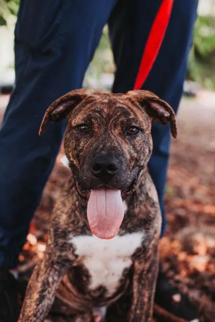 A young medium-sized male American Staffordshire Terrier dog named a Soarin for adoption in North Charleston, SC