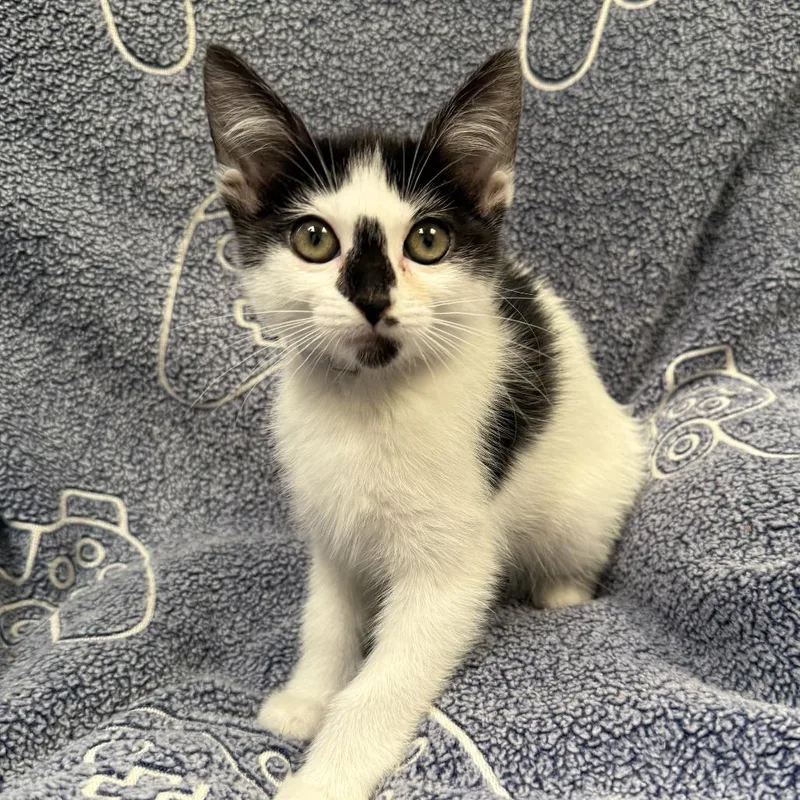A baby small-sized female White Domestic Short Hair cat named Sam for adoption in Long Beach, CA