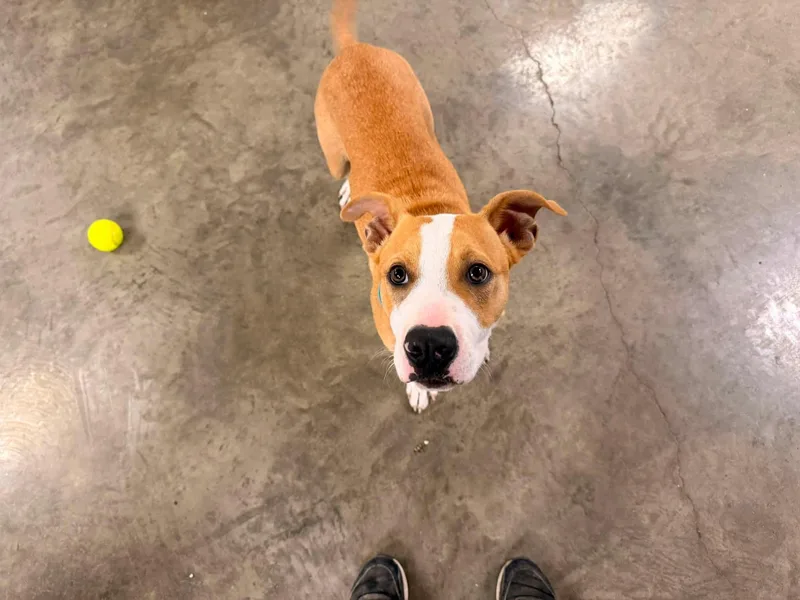 A baby medium-sized male Yellow / Tan / Blond / Fawn Mixed Breed dog named Abe for adoption in Indianapolis, IN