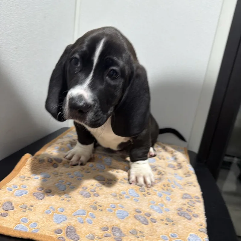 A baby medium-sized male Black Mixed Breed dog named Jupiter for adoption in Tampa, FL