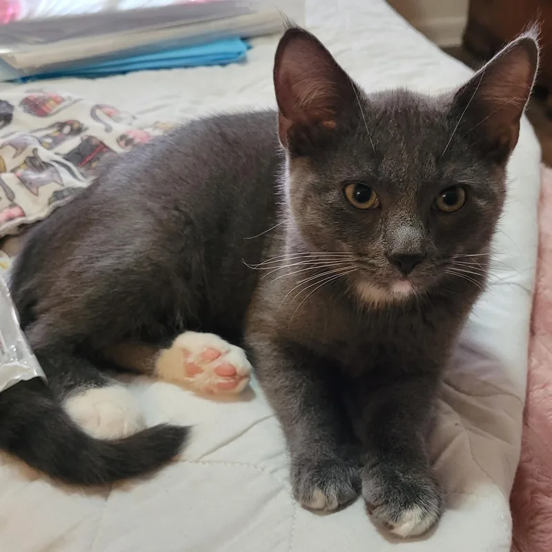 A baby small-sized male Gray & White Domestic Short Hair cat named Juno for adoption in Morganton, NC
