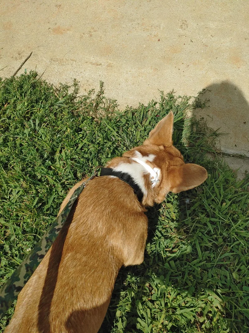 Bella