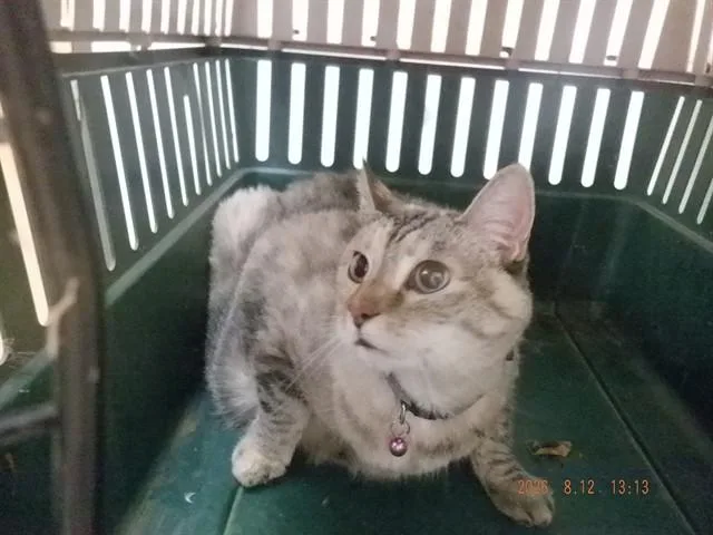 An adult small-sized female Siamese cat named A for adoption in Oroville, CA
