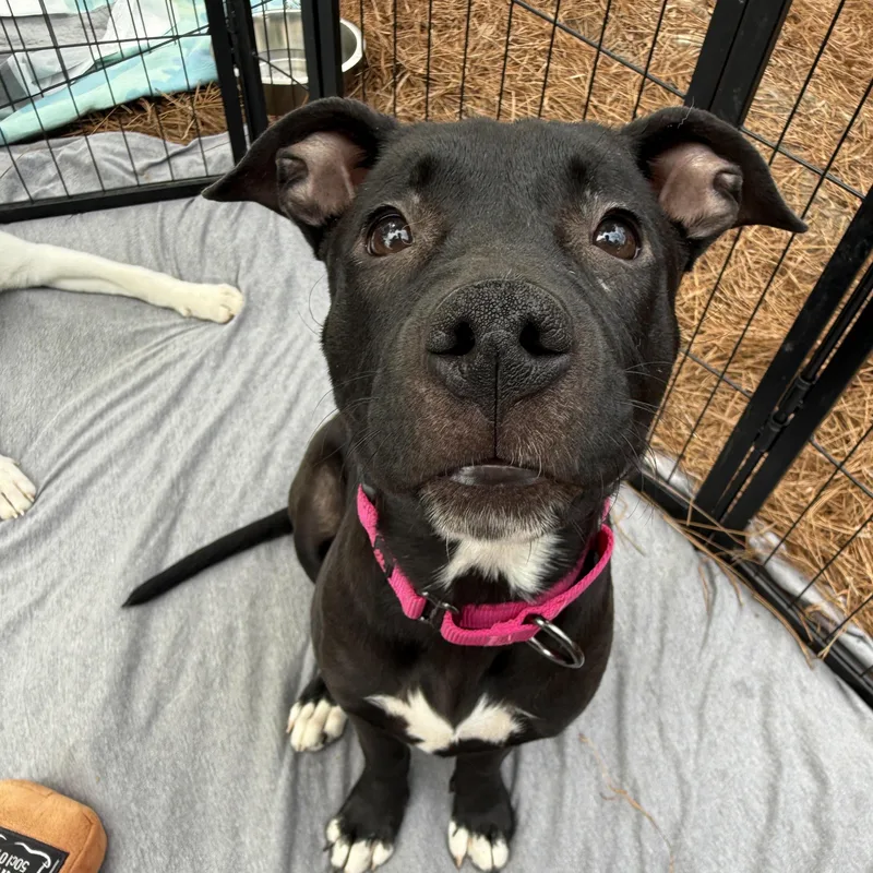 A baby medium-sized female Black Labrador Retriever dog named Sally for adoption in Cumming, GA