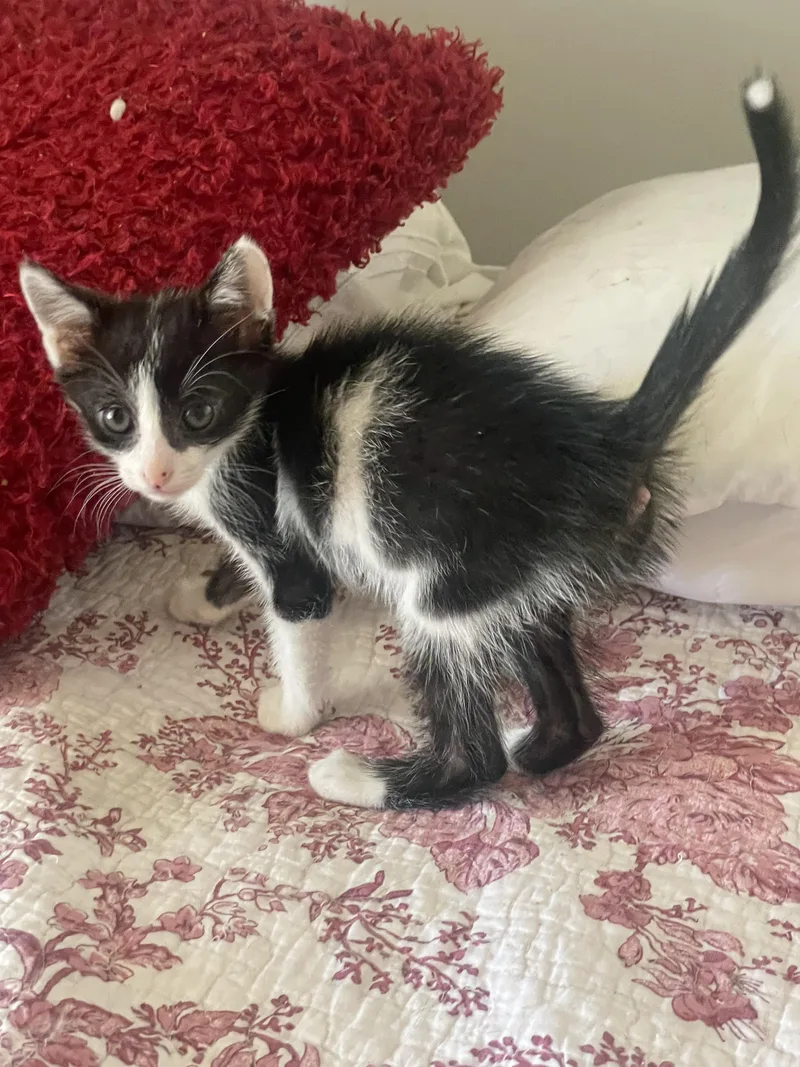 A baby small-sized male Domestic Short Hair cat named Benson for adoption in Long Beach, CA