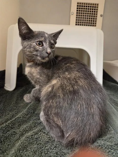 A baby small-sized female Domestic Short Hair cat named Delilah for adoption in Statesville, NC