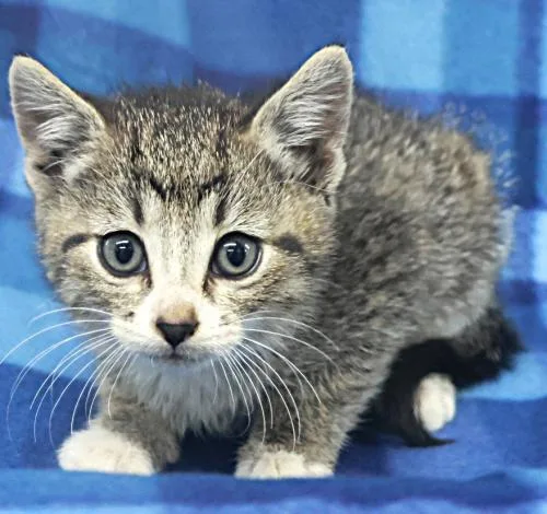 A young medium-sized female Domestic Short Hair cat named Rawri for adoption in Thief River Falls, MN