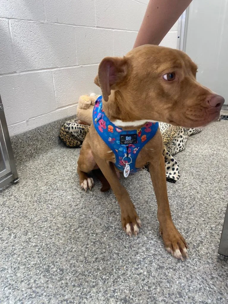 A baby medium-sized male Terrier dog named Clifford for adoption in Van Wert, OH