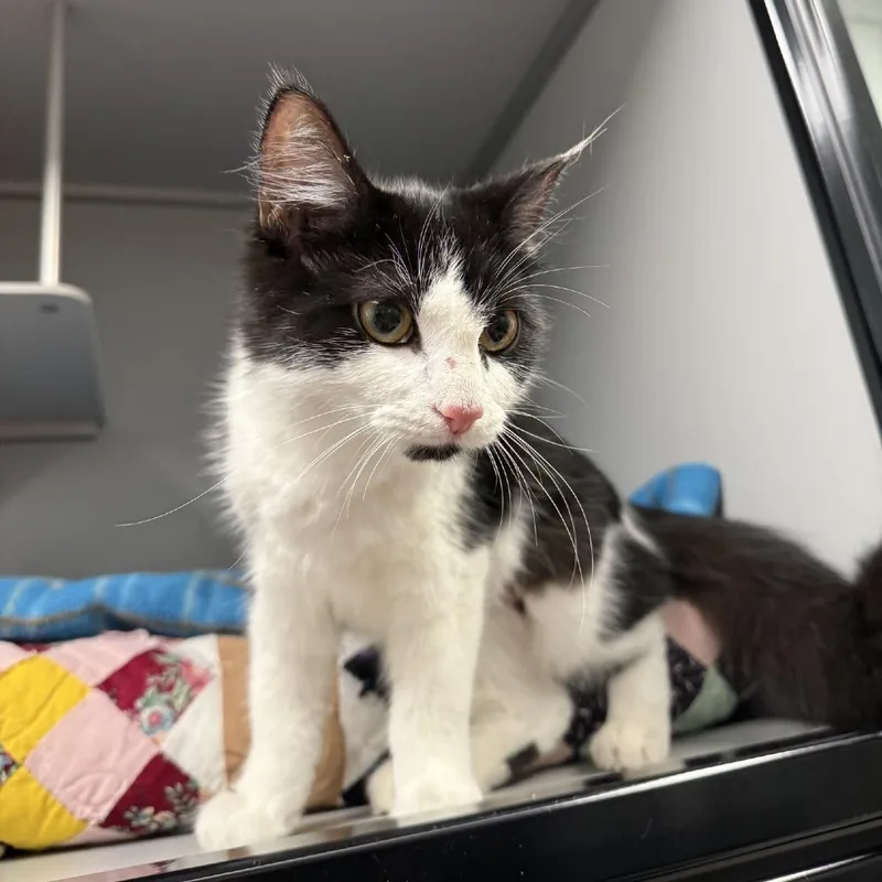 A baby small-sized female Black Domestic Short Hair cat named Essie for adoption in Columbus, NC