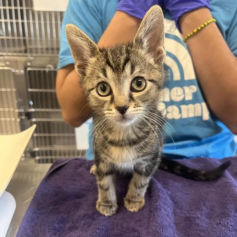 A baby small-sized male Brown / Chocolate Domestic Short Hair cat named Thor for adoption in Hinsdale, IL