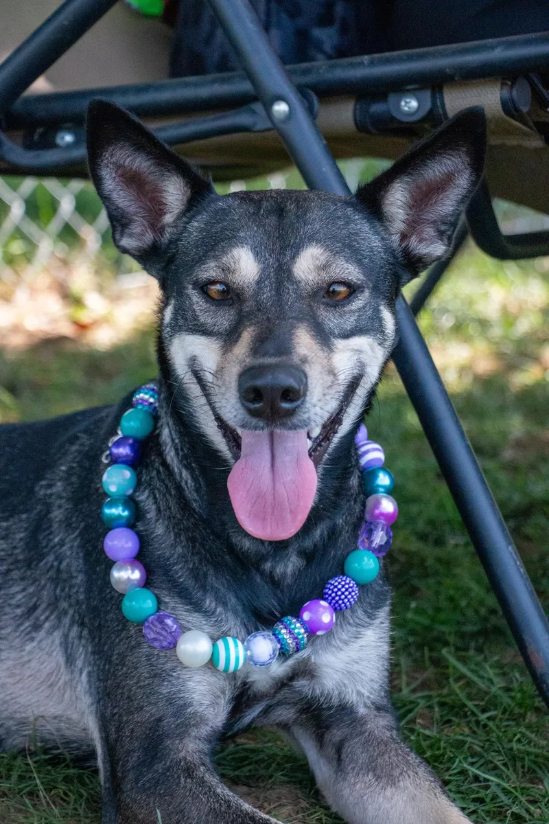 An adult medium-sized female Bicolor German Shepherd Dog dog named Gisselle for adoption in Houston, TX