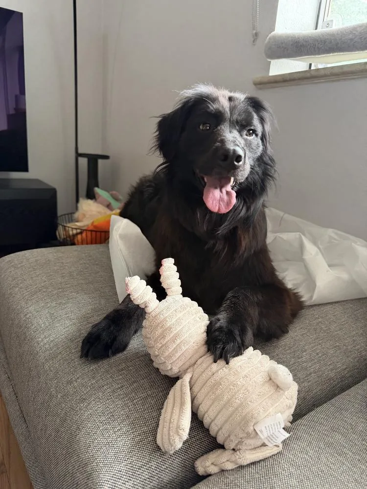 An adult medium-sized female Black Flat-Coated Retriever dog named Maddie for adoption in Commerce City, CO