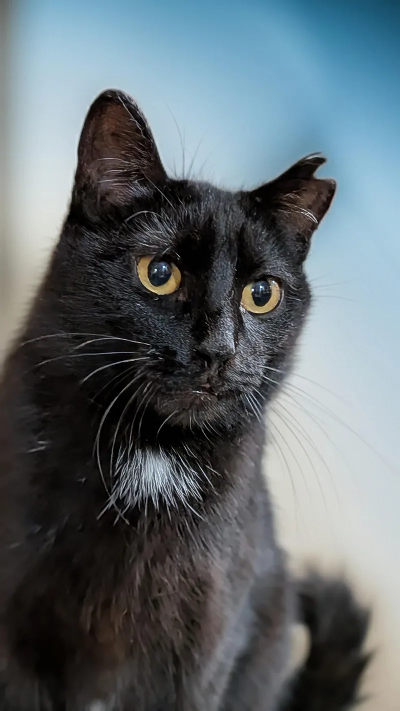 Victoria thumbnail 2