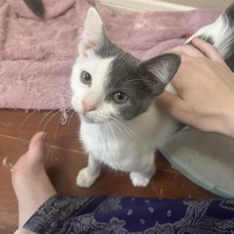 A baby medium-sized male Gray & White Domestic Short Hair cat named Sourdough for adoption in Houston, TX