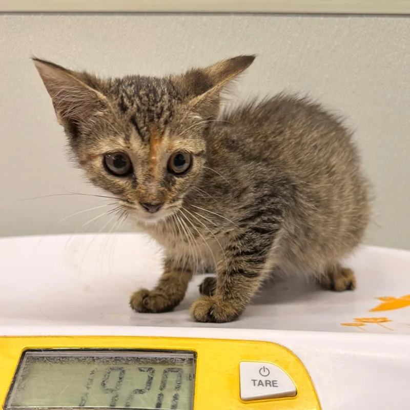 A baby small-sized female Gray / Blue / Silver Domestic Short Hair cat named Delta for adoption in Tampa, FL