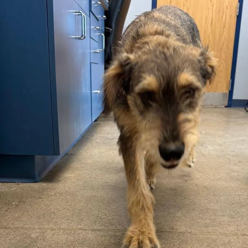 An adult small-sized female Terrier dog named Athena for adoption in Kingman, AZ