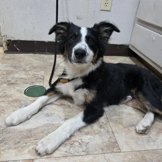 A baby medium-sized male Black Border Collie dog named Graphics for adoption in Fort Collins, CO
