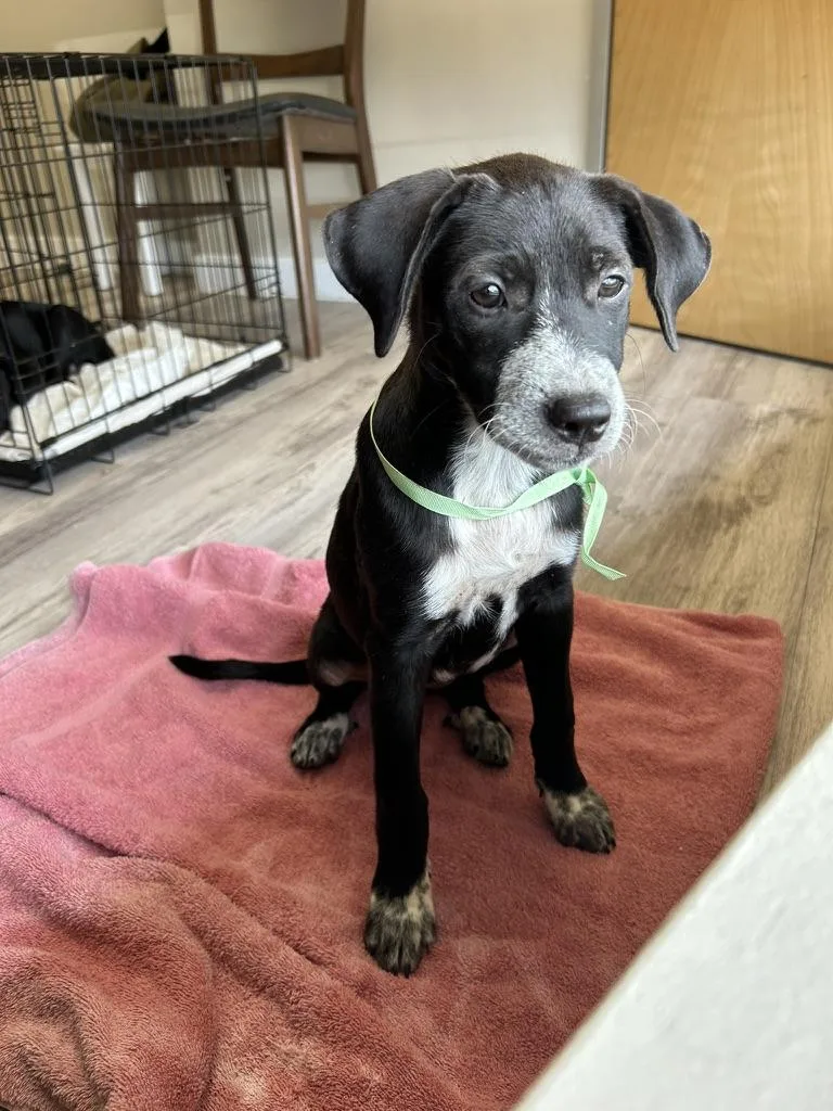 A young medium-sized female Black Labrador Retriever dog named Sugar for adoption in Dale, TX