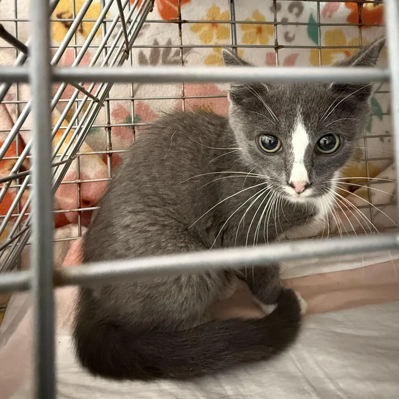 A baby small-sized male Gray & White Domestic Short Hair cat named Gizmo for adoption in West Mifflin, PA