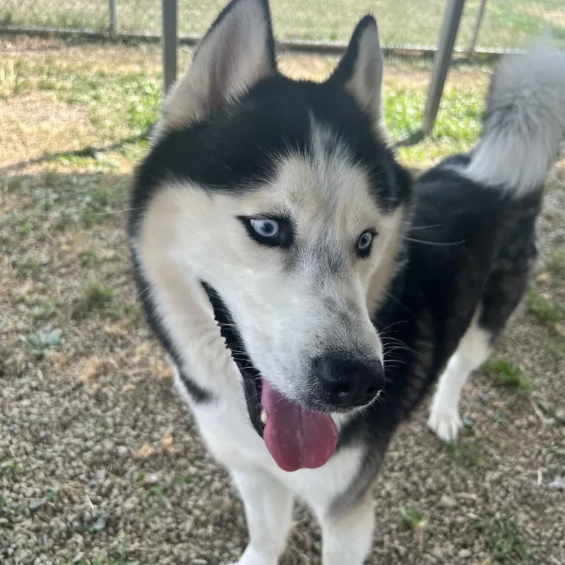 An adult medium-sized male Husky dog named Viserys for adoption in Uniontown, PA