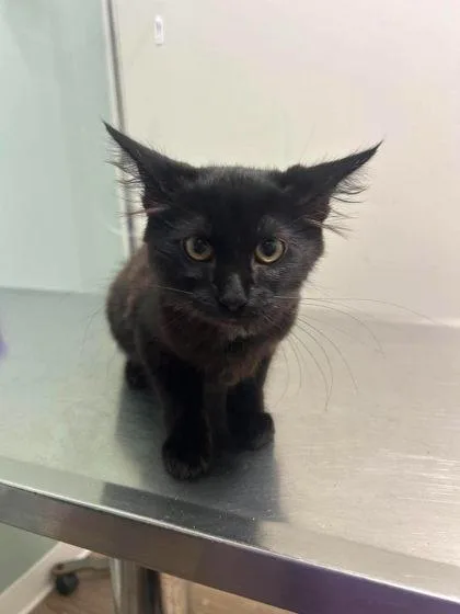 A baby small-sized female Black Domestic Short Hair cat named Maya for adoption in Annapolis, MD