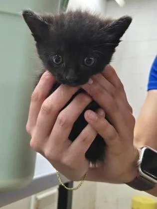 A baby small-sized female Domestic Short Hair cat named Avery for adoption in Gainesville, FL