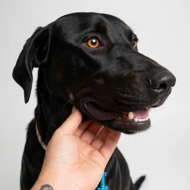 A young large-sized male Black Labrador Retriever dog named Octane for adoption in houston, TX