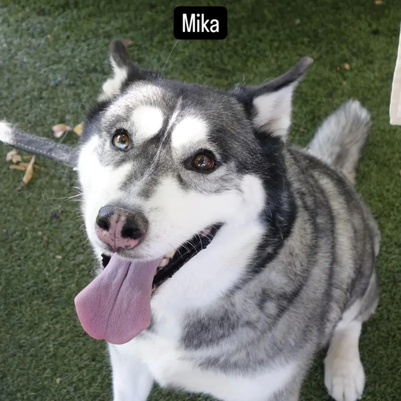 Mika