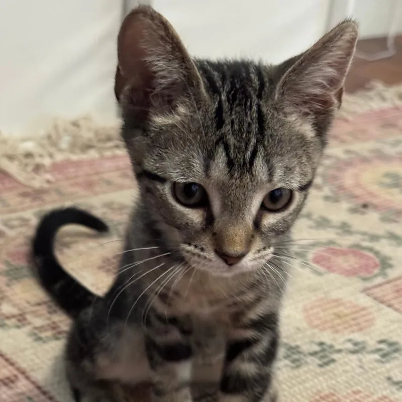 A baby small-sized male Brown / Chocolate Domestic Short Hair cat named Peele for adoption in Tempe, AZ