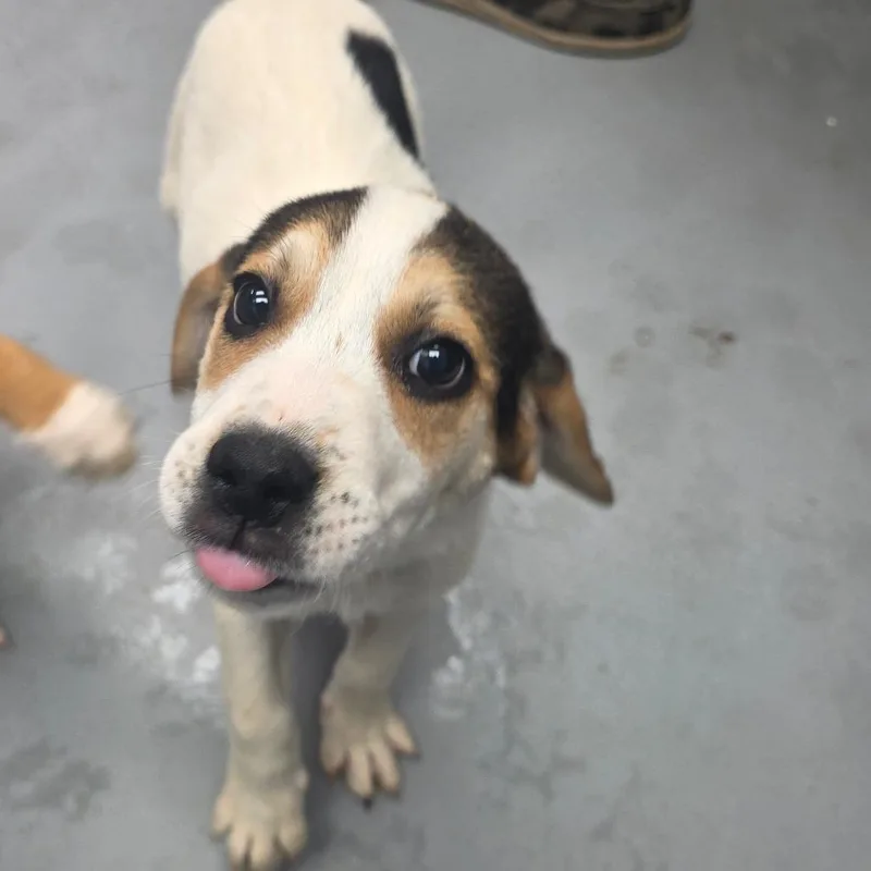 A baby small-sized male White / Cream Mixed Breed dog named Chandler for adoption in Duncan, OK
