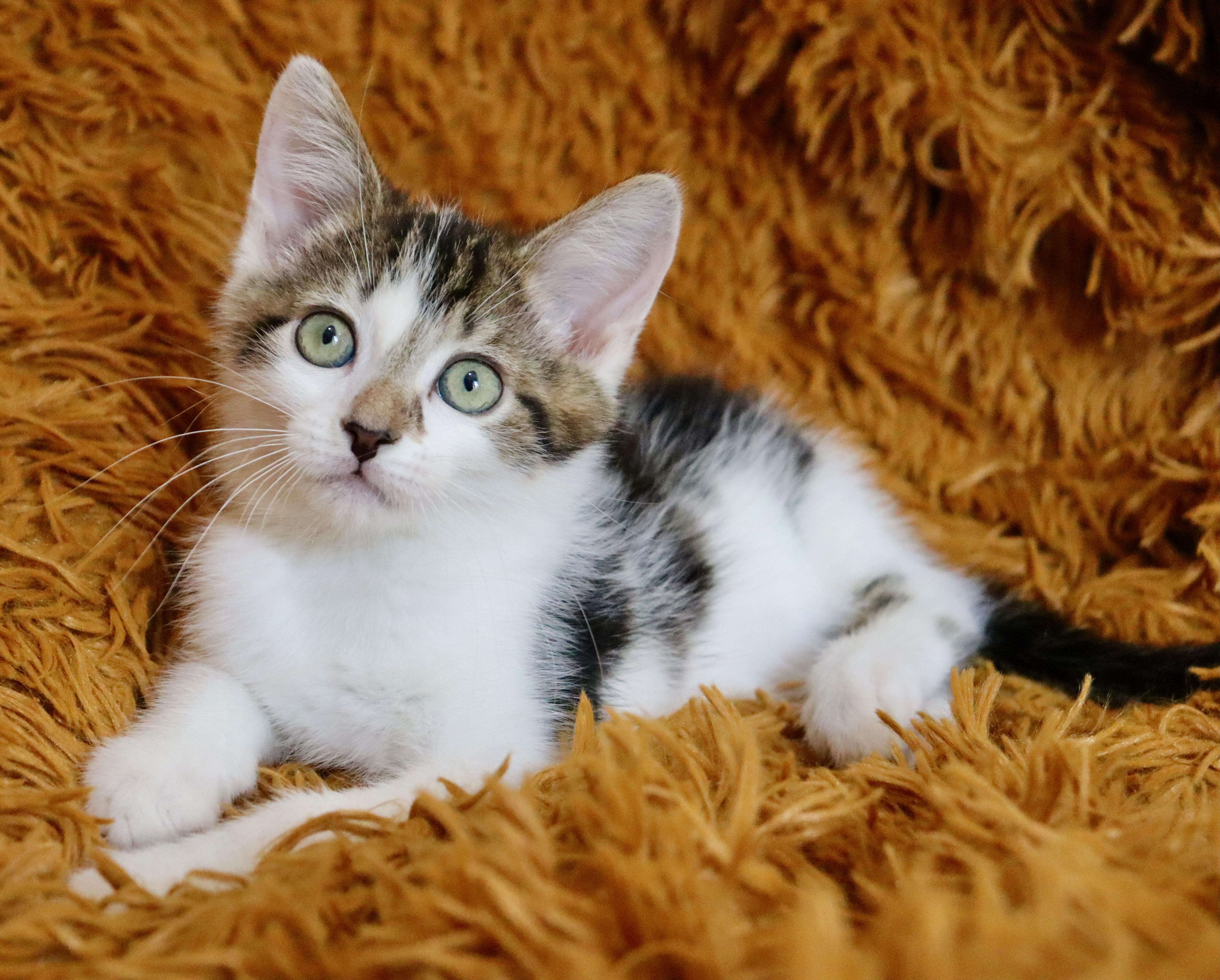 A baby medium-sized male Tabby (Buff / Tan / Fawn) Turkish Van cat named Bam Bam for adoption in Saint Augustine, FL