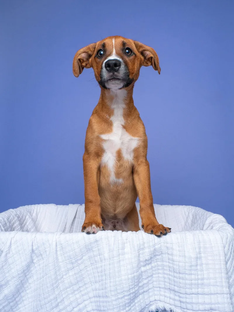 Fair: Cotton Candy thumbnail 2