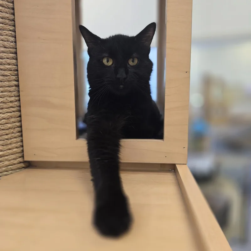 An adult medium-sized male Black Domestic Short Hair cat named Fig for adoption in Bristol, RI