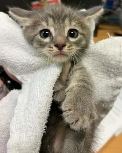 A baby small-sized female Domestic Short Hair cat named Felicia for adoption in Lampasas, TX